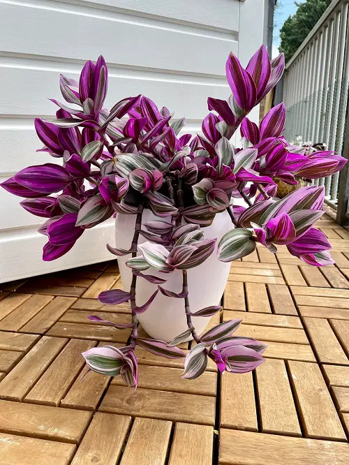 outdoor plants with pink leaves 5
