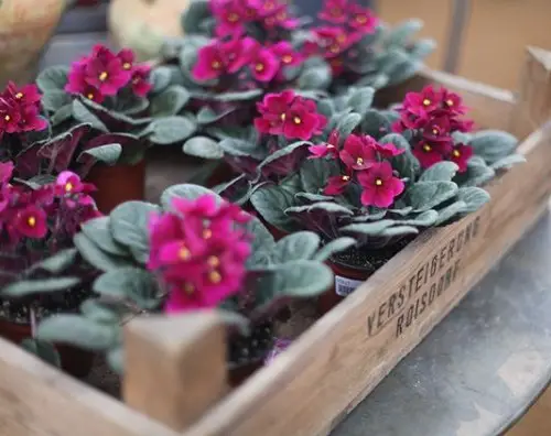 Wooden Crate Display for plants