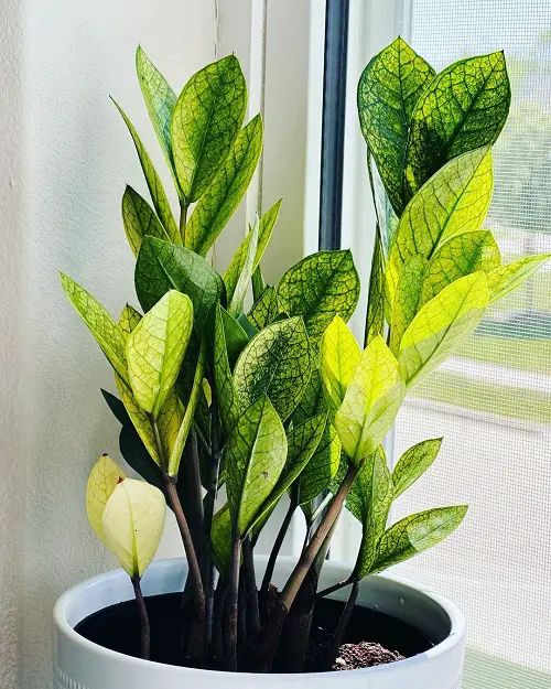 Colorful ZZ Plants You Should Grow this Christmas 2