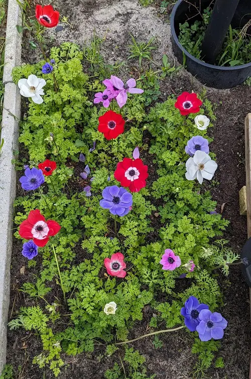 Windflower Anemone in garden