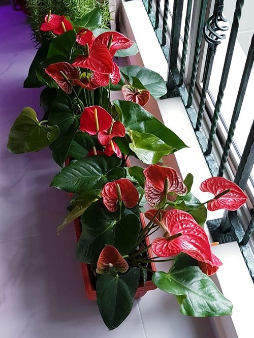 Flowers that Don't Fade Before a Month 12