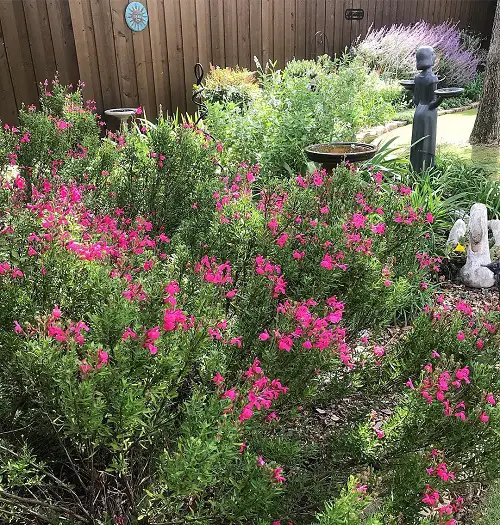 Best shrubby salvia varieties for garden 1