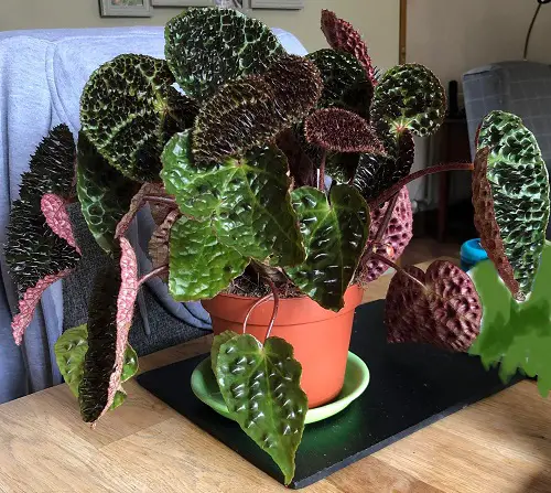 Begonia Ferox plant indoors