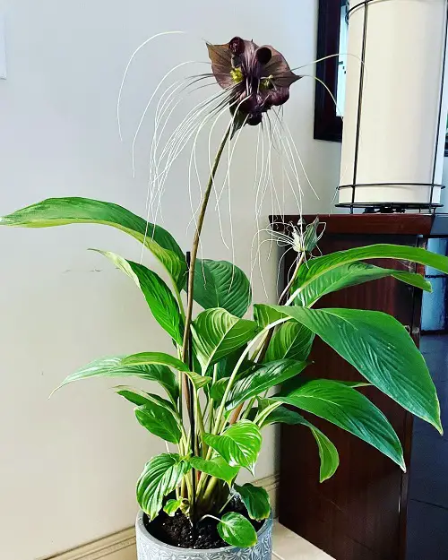 Black Bat Flower in pot