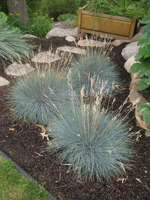 best Grasses That Stand Out in Fall and Winter