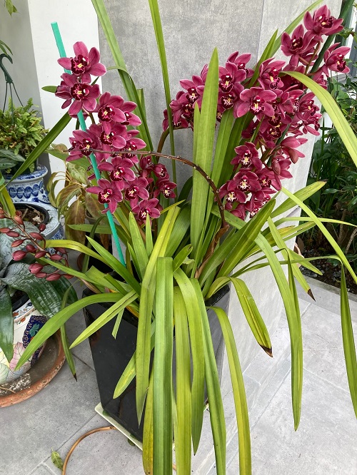 Orchids That Bloom in Winter 3