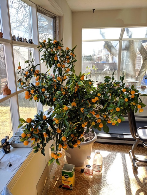 Dwarf Citrus Fruits to Grow Indoors 