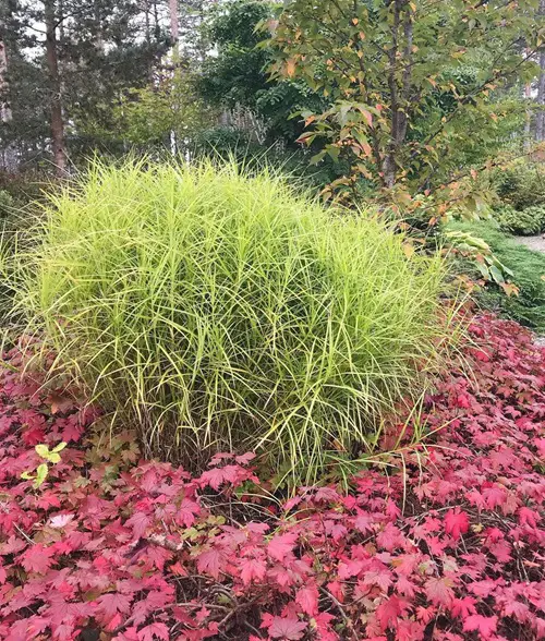 Grasses That Stand Out in Fall and Winter