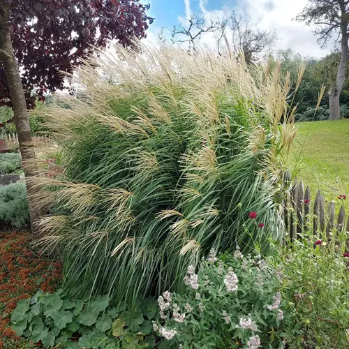 top Grasses That Stand Out in Fall and Winter