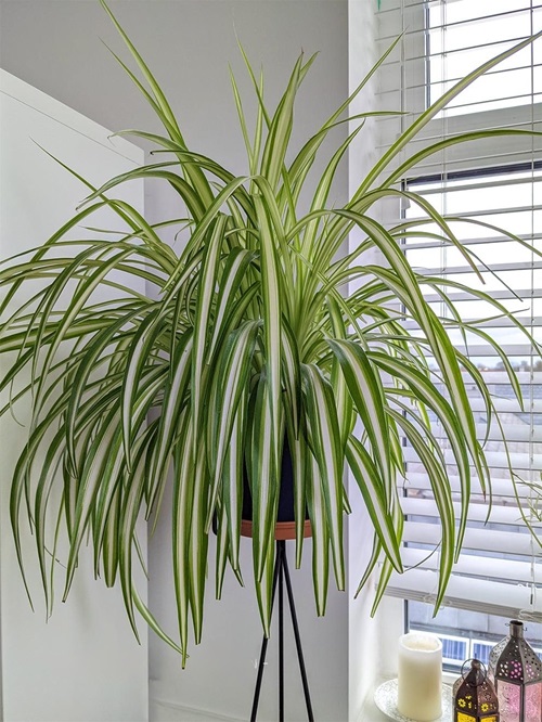 Indoor Plants With Golden Stripes