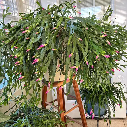 lovely Thanksgiving Cactus Facts