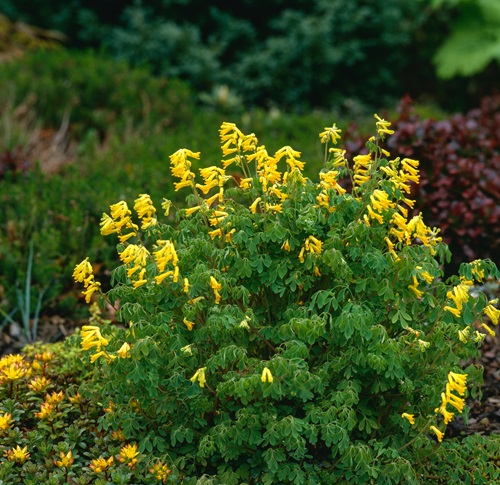 Evergreens That Need Fall Pruning