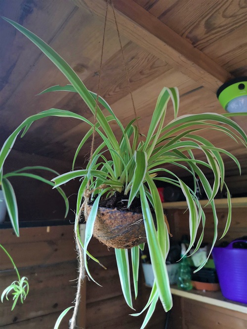 Spider plant in coconut shell