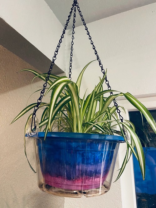 best DIY spider plant pot ideas 2