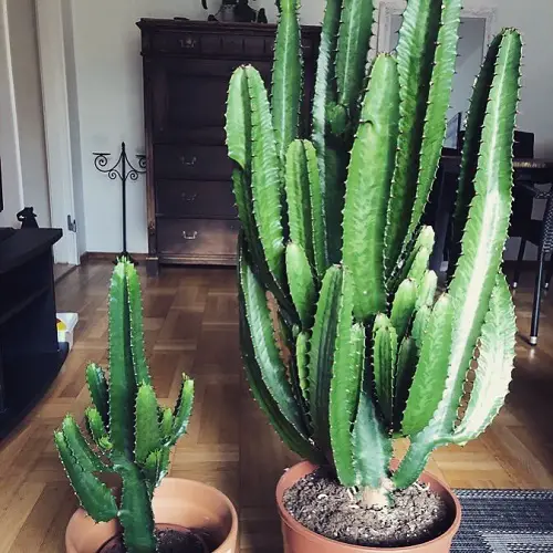 Desert Candle Cactus plant in pot