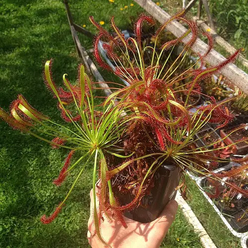 Cape Sundew plant in pot