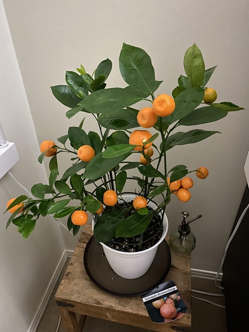 How to Care for Your Indoor Dwarf Citrus Tree