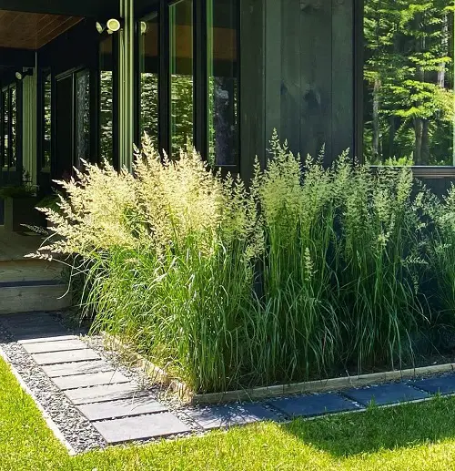 Feather reed grass for fall and winter