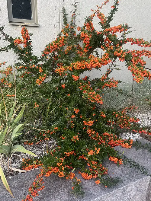 Best Shrubs to Plant for Winter Interest in Garden 4