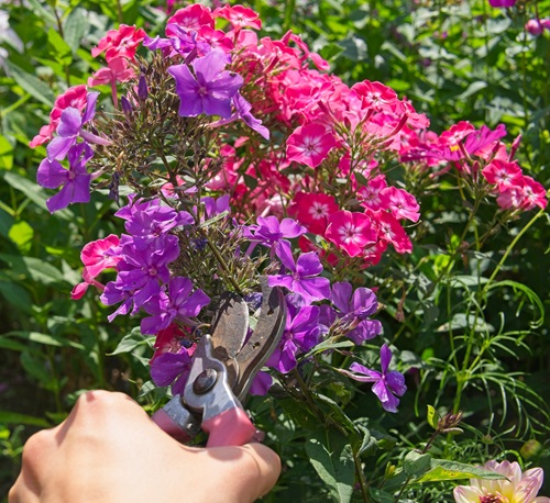 Perennials You Should Prune In Fall