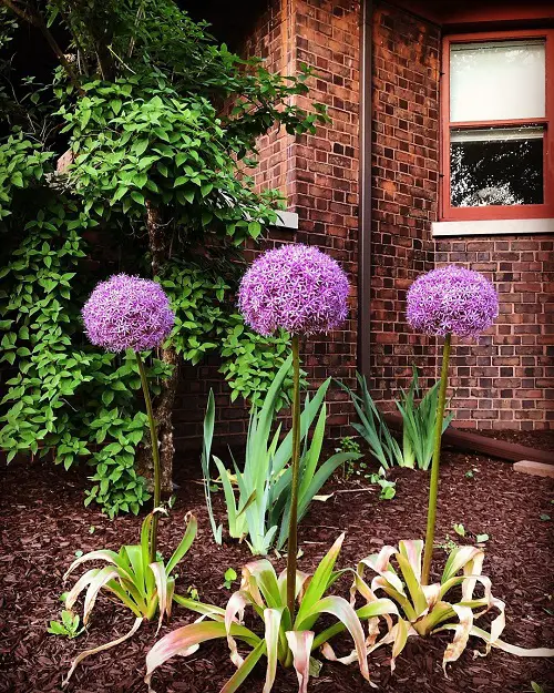Giant allium flowers in garden