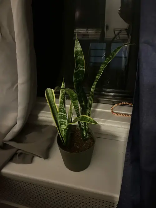 Grows In Dark Corners