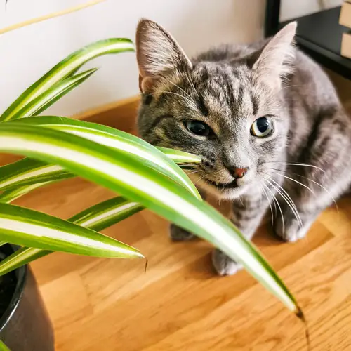 They Love To Nibble On Plants