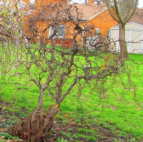 top Shrubs to plant in Winter 1