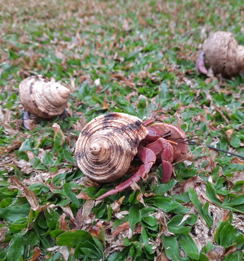 Common Hibernation-Friendly Species