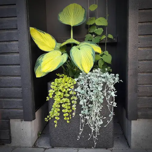 Indoor plants with golden strips 3