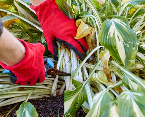 beautiful Perennials You Should Prune In Fall