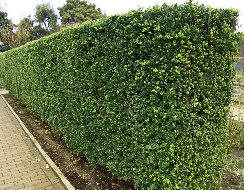 Best Frost Resistant Hedge Plants