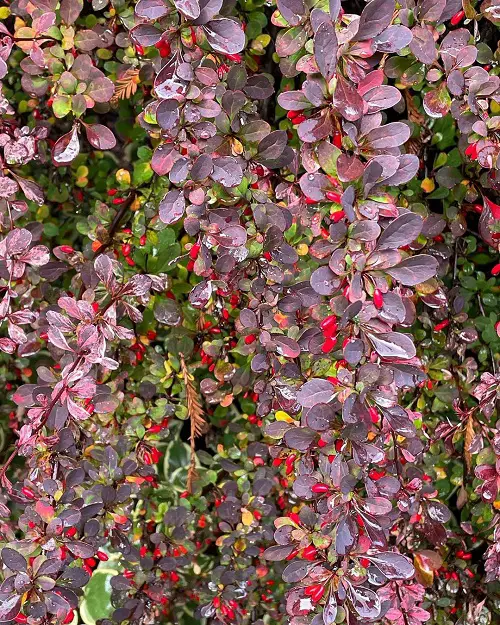 Japanese Barberry in container