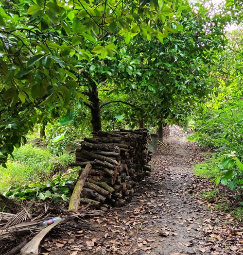 Make a Woodpile and Leave the Leaf Litter