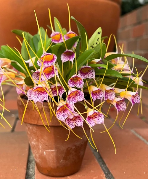 Masdevallia Orchid blooming in pot