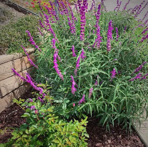 Mexican sage bush in garden