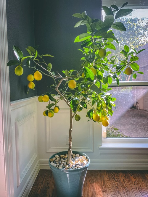 Best Dwarf Citrus Fruits to Grow Indoors in Winter