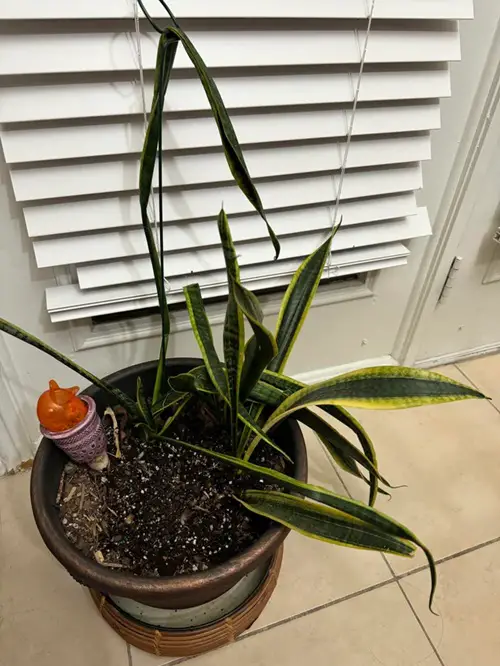 It Can Thrive On Neglect
