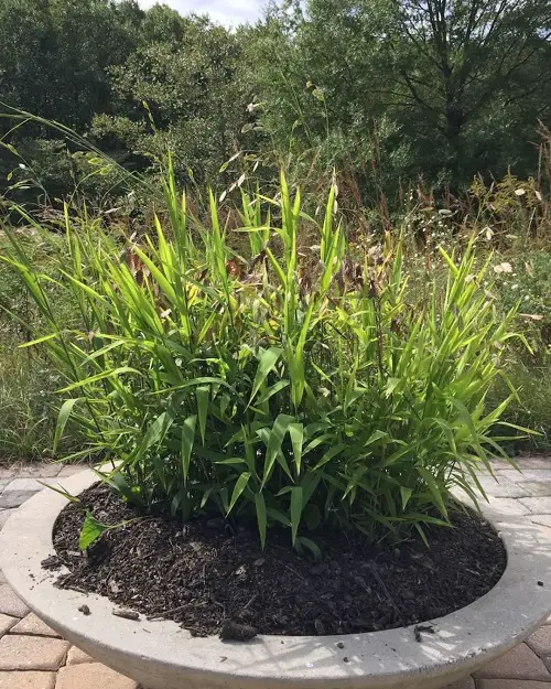 top Grasses That Stand Out in Fall and Winter