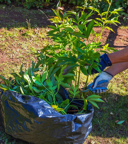 top Fall is the best time to prune perennials.