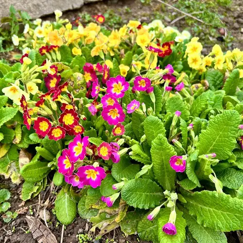 Primrose flowers in garden