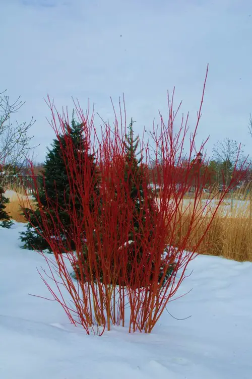 Shrubs for Winter Garden