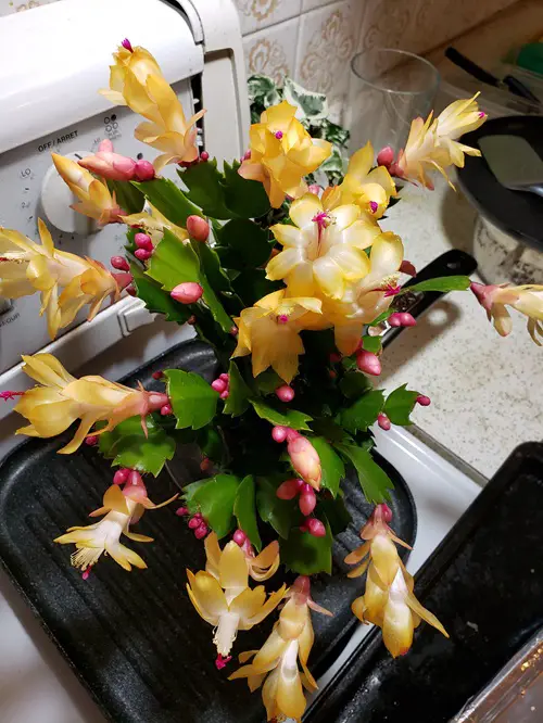 Most Thanksgiving Cactus in Markets Are Hybrids