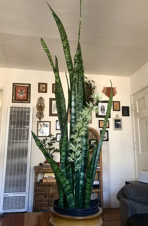 Snake Plants Do Not Flower