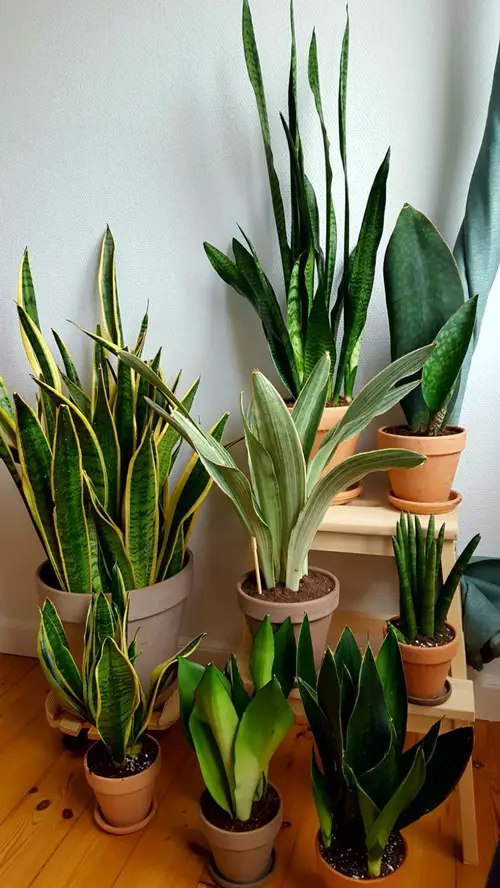 Snake Plants Are Always Green