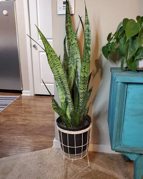 snake plant indoor