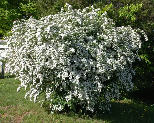 top Shrubs to plant in Winter