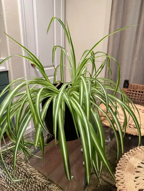 Spider plants and cats