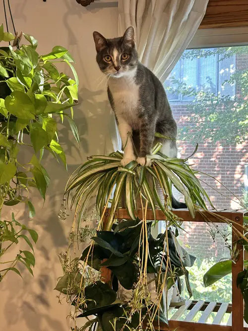 Not Toxic to pets