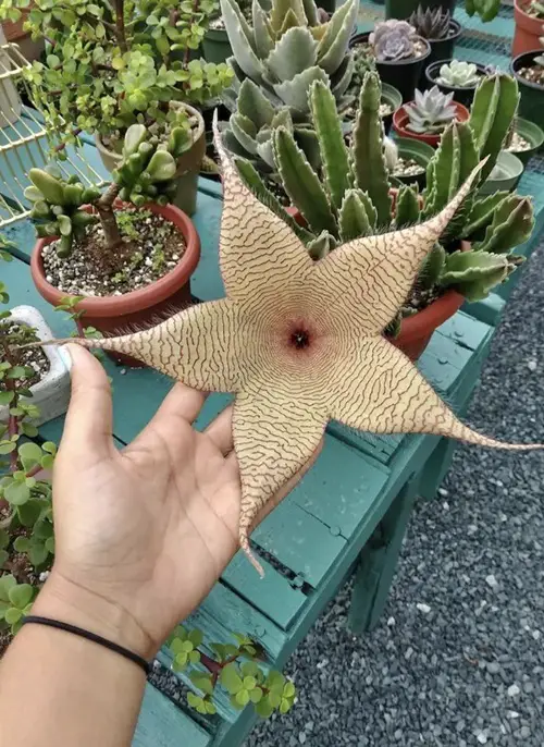Spooky Plants for Halloween